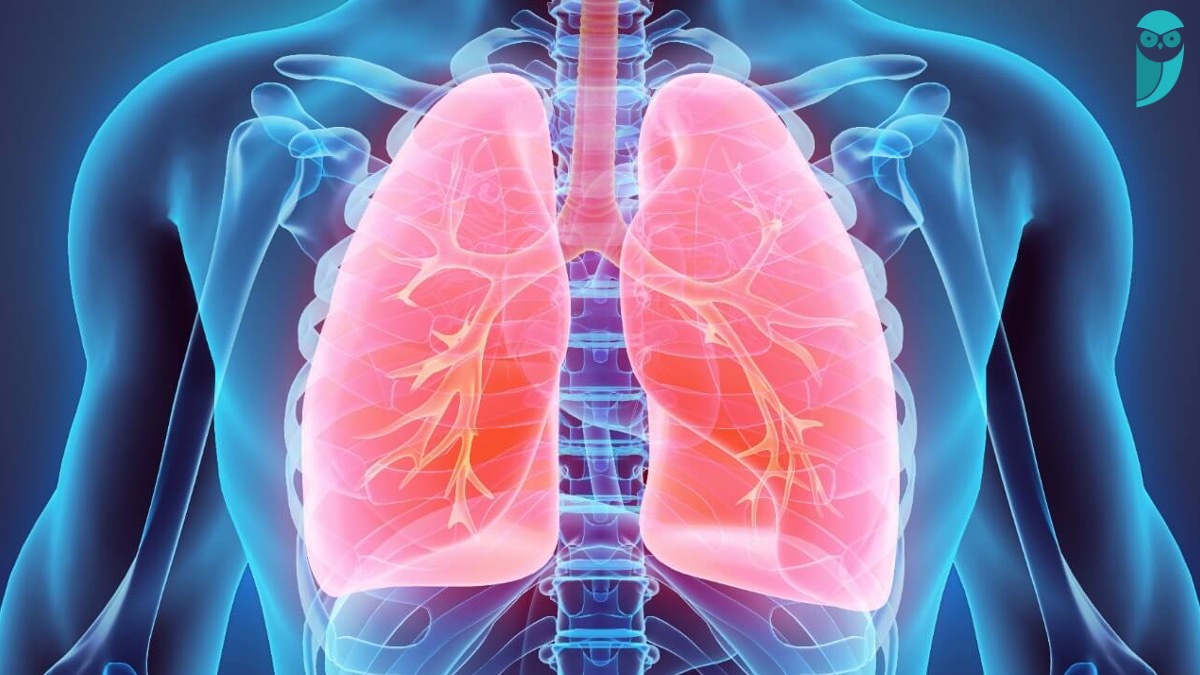 Nova função do pulmão que pode ajudar no tratamento de doenças pulmonares crônicas